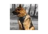 German-shepherd-dog-breed-store.com